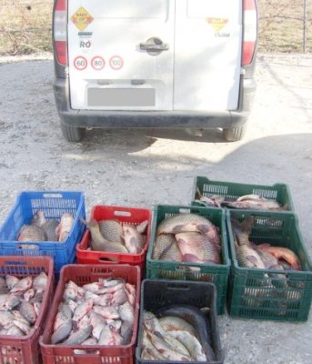 Sute de kilograme de peşte, confiscate de Garda de Coastă